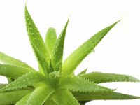 Aloe Vera – Hydration Boost for Dry Skin & Touch of Relief for Oily Face