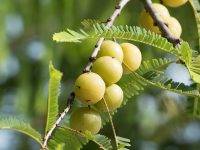 Amla Oil – health of your hair in fruits of Indian gooseberry.